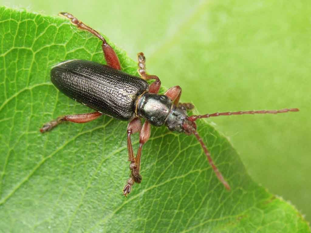 Plateumaris bracata (Scopoli, 1772)